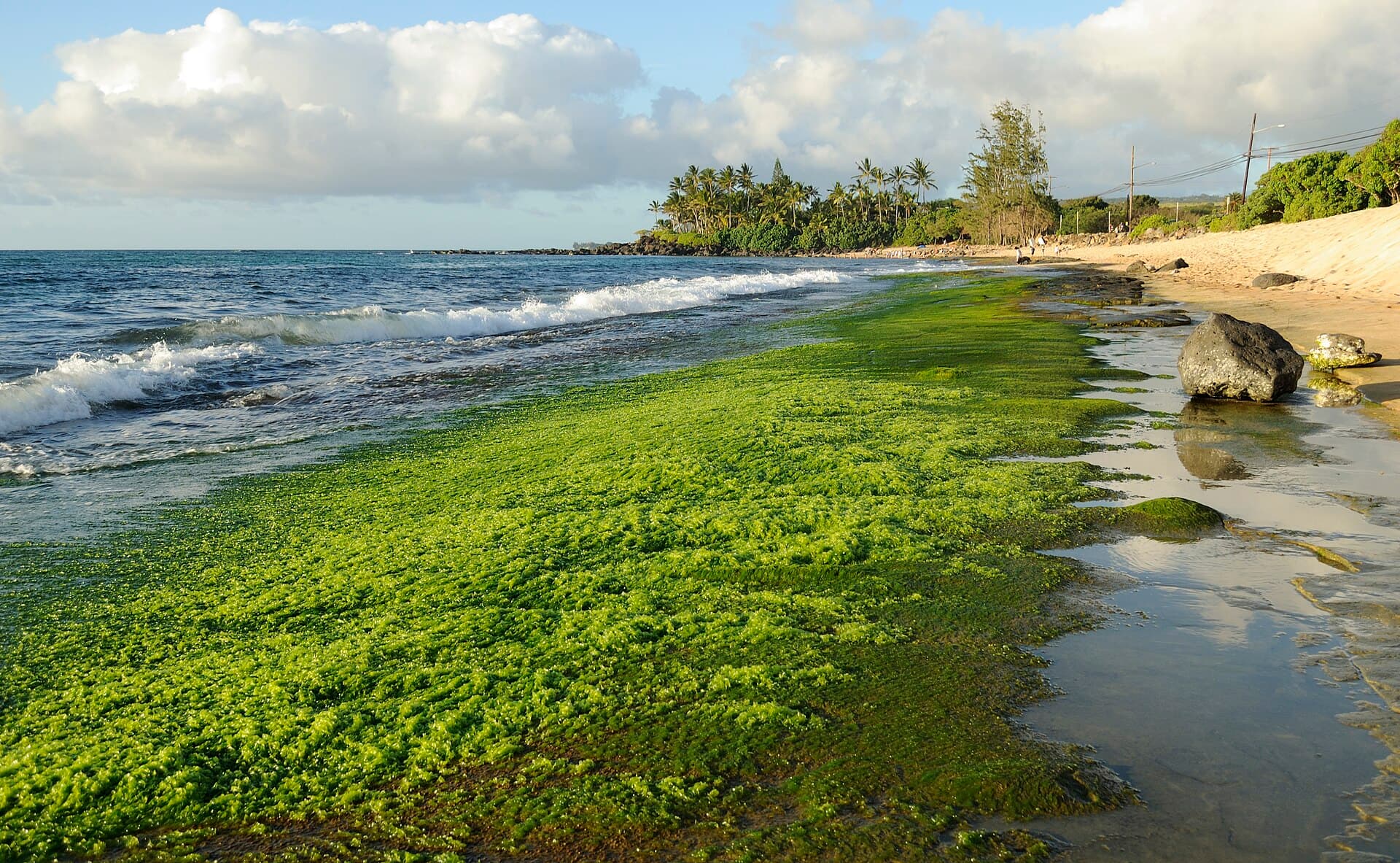 Algae on Beach