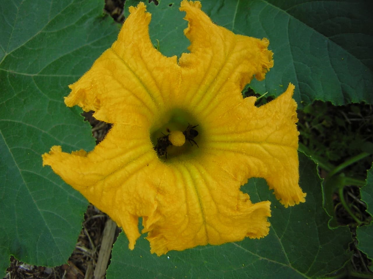 https://sustainablecommunitiessa.files.wordpress.com/2008/04/zucchini3.jpg?w=150