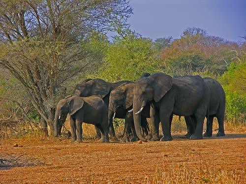 Elephants