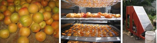 apricots