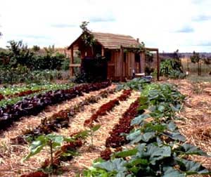 https://www.foodforest.com.au/cubbyLettuce.jpg