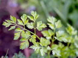 Grow Grow Grow Your Own
