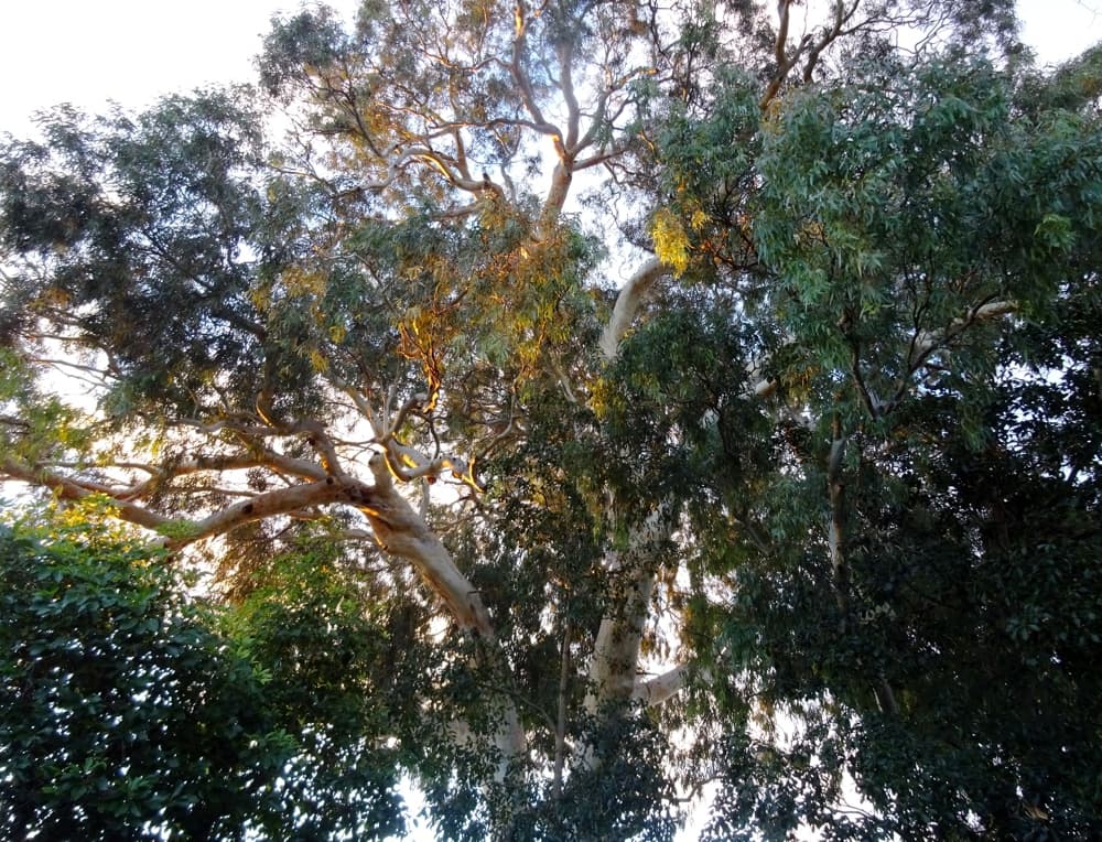 fairfordstriverredgum sunset