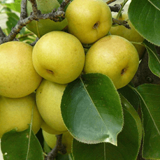 fruit