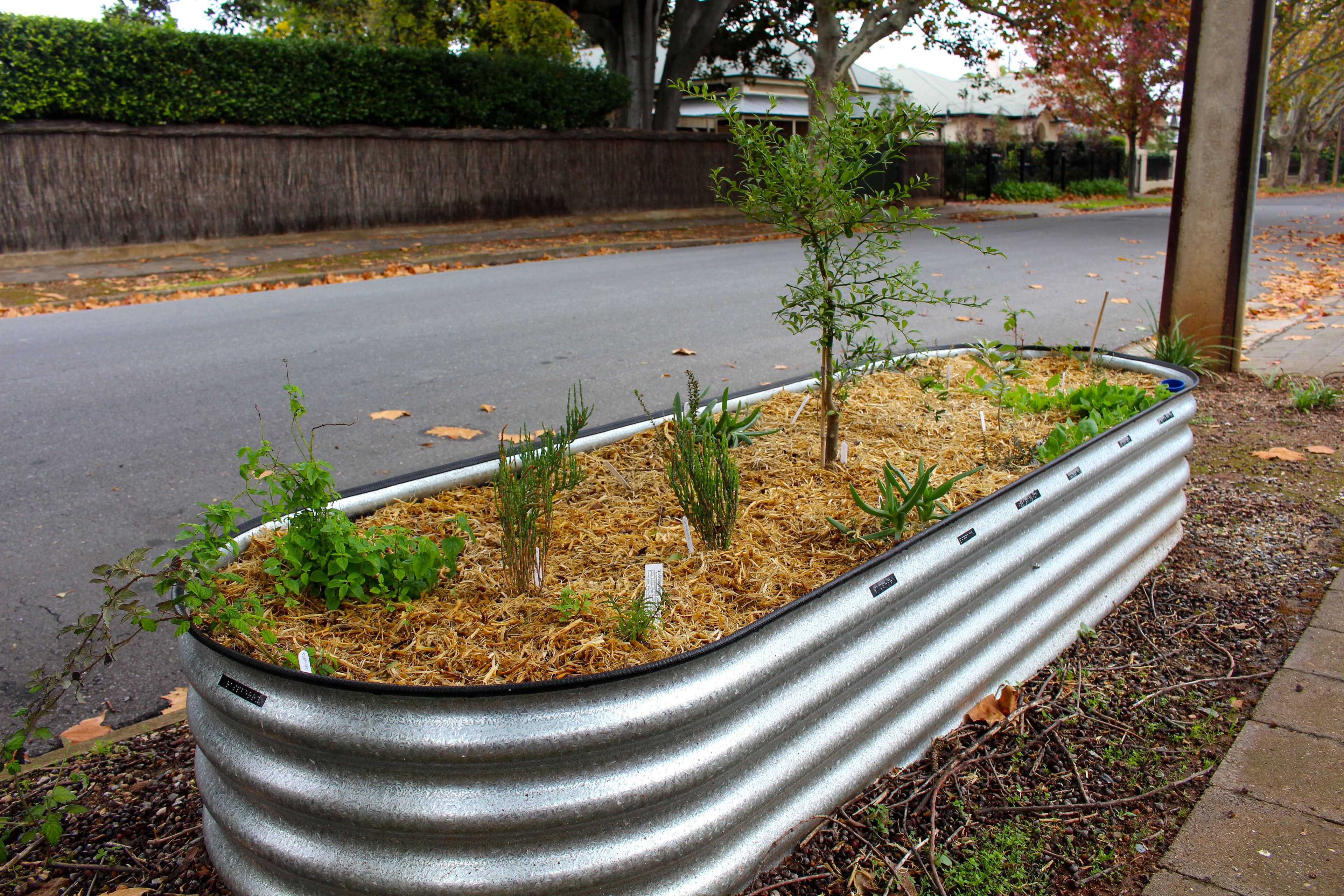bush bed2