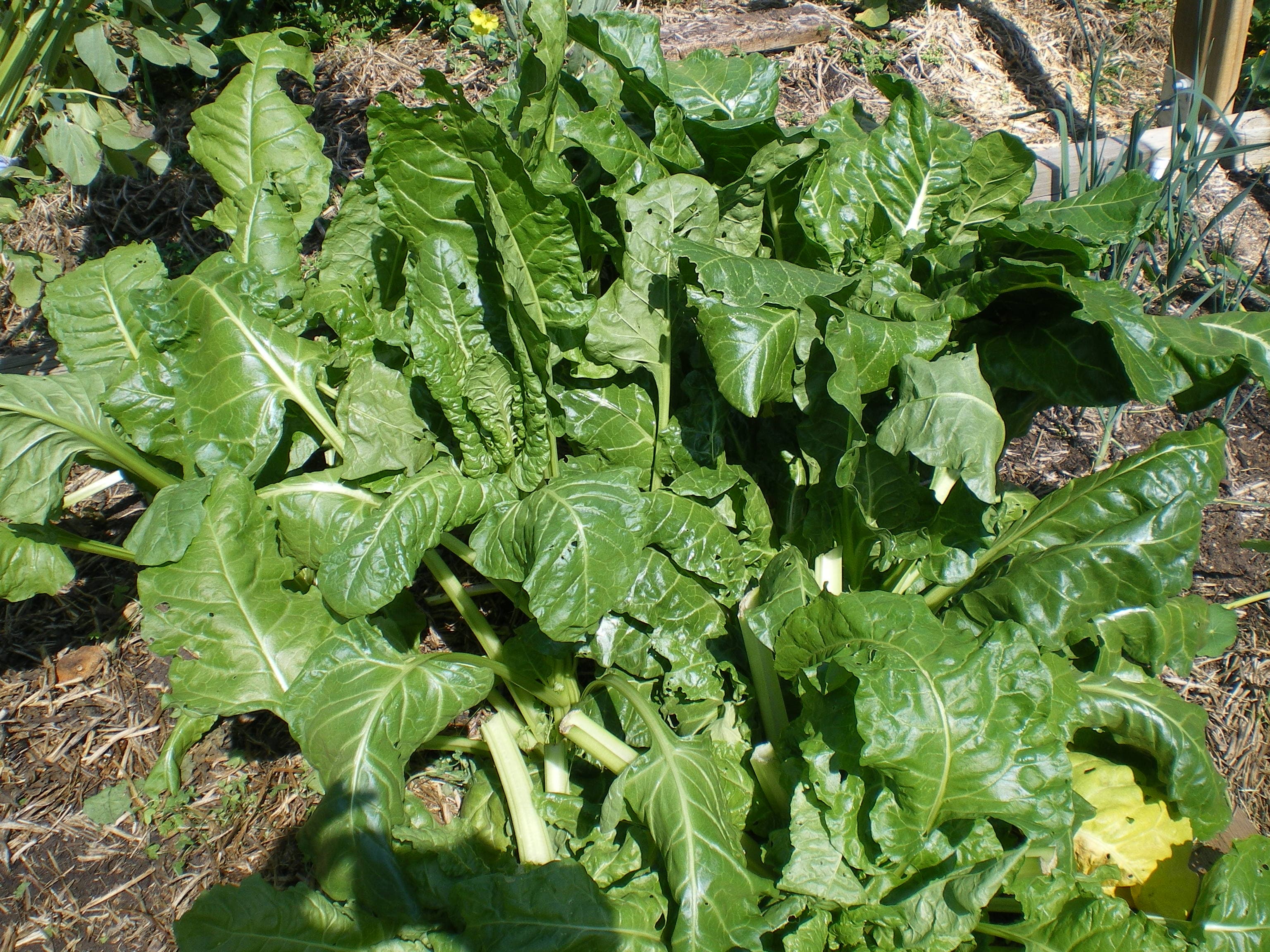 https://sustainablecommunitiessa.files.wordpress.com/2012/10/preserving-spinach-0032.jpg?w=300