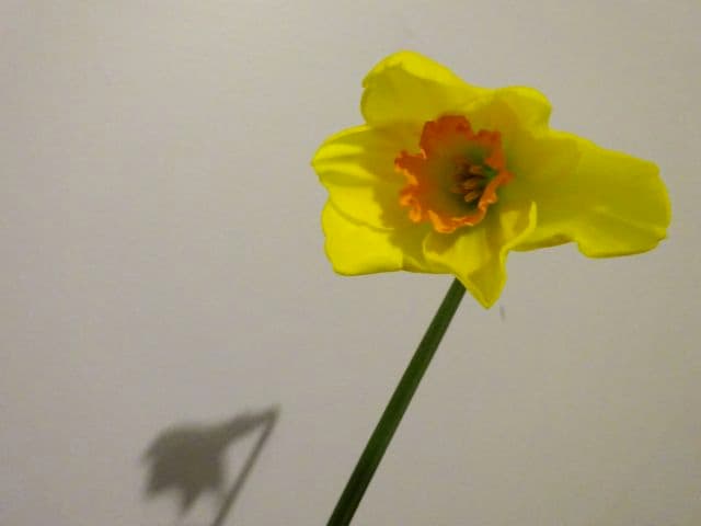 daffodil