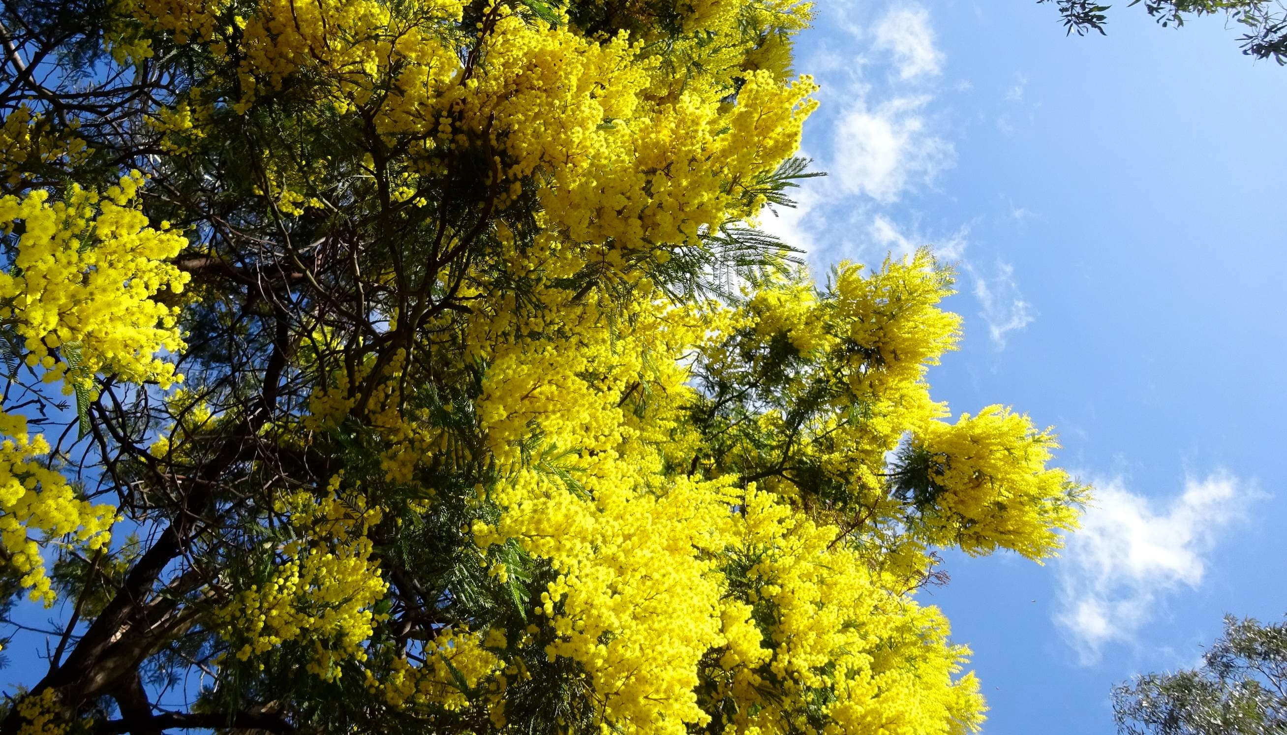 WattleSky