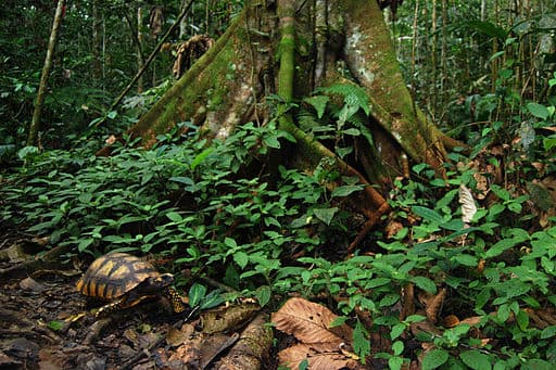 South_American_yellow-footed_tortoise