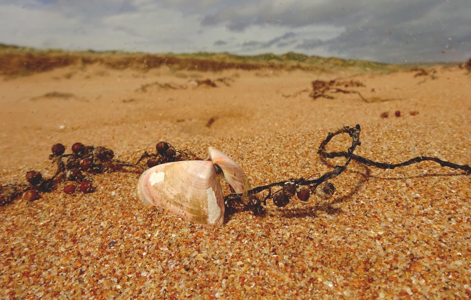 butterflyshell_waitpainga