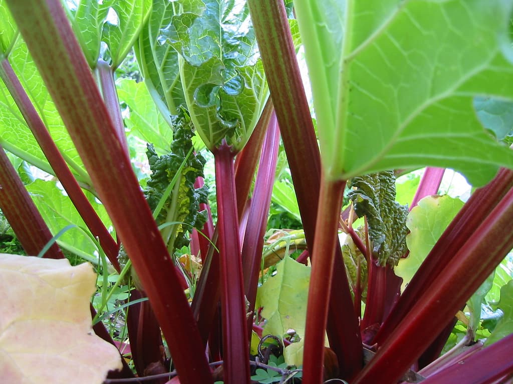 https://farm1.staticflickr.com/52/106148142_edbc136d30_b.jpg
