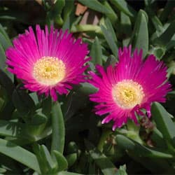 Pigface (Kakalla)