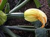 zuchinni flower