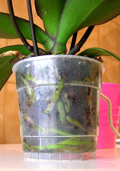 https://sustainablecommunitiessa.files.wordpress.com/2012/06/419px-tiesto_transparente_phalaenopsis.jpg?w=209