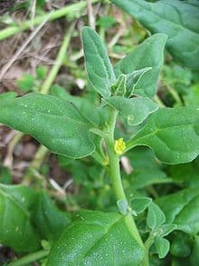 Warrigal greens (Tetragonia tetragonioides) is a leafy groundcover grown for edible leaves.