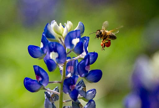 Honey Bee on Texas Bluebonnet