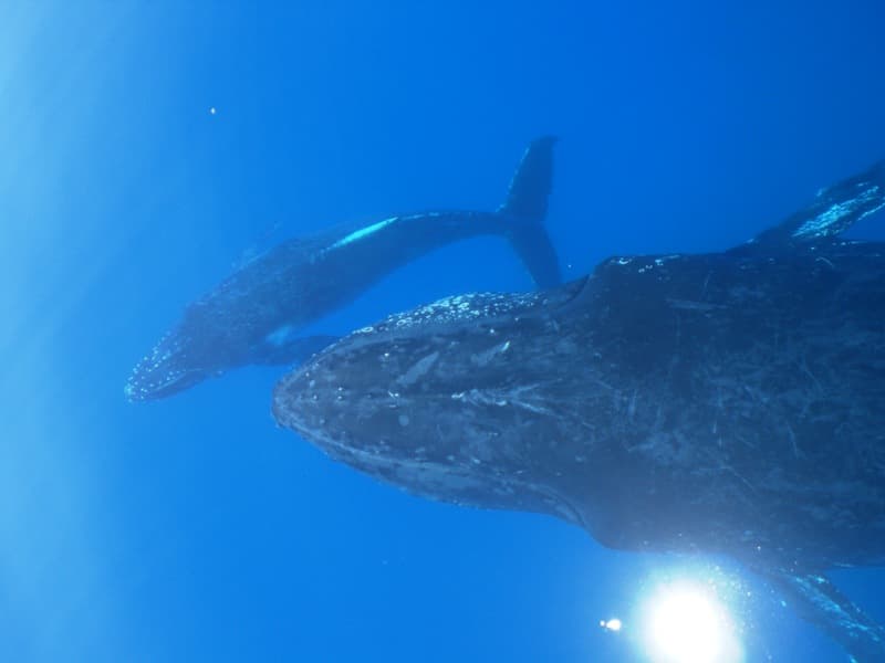 whales